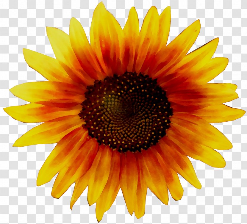 Clip Art Illustration Image Sunflower - Seed - Flowering Plant Transparent PNG