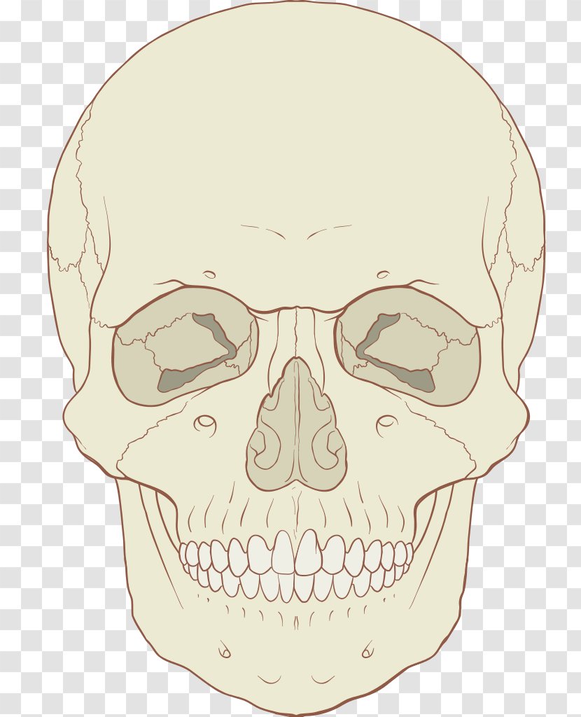 Skull Anatomy Axial Skeleton Human Body - Neck - Medicine Transparent PNG