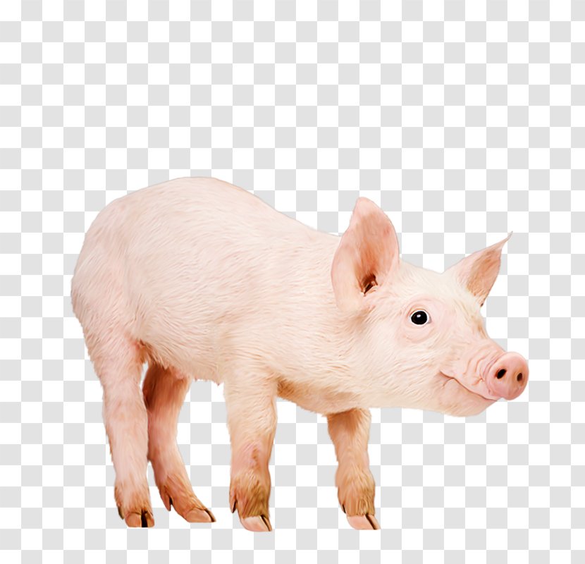 Domestic Pig Piglet Wibbly Likes Bananas Image - Les Animaux De La Ferme Transparent PNG
