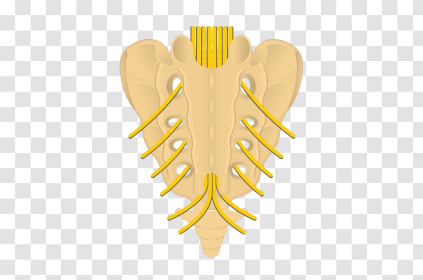 Sacrum Posterior Sacral Foramina Intervertebral Foramen Spinal Nerve Coccyx - Cartoon - Tree Transparent PNG