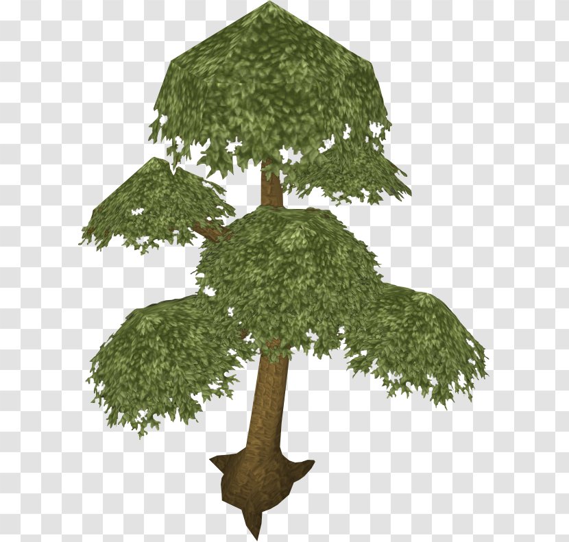 RuneScape English Yew Quest Tree Wiki - Leaf - Evergreen Transparent PNG
