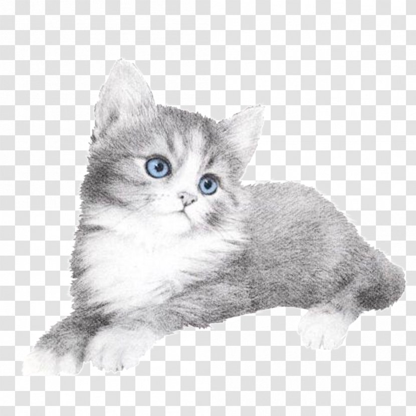 Ragamuffin Cat British Semi-longhair Whiskers American Wirehair Kitten - Love - 高清iphone Transparent PNG