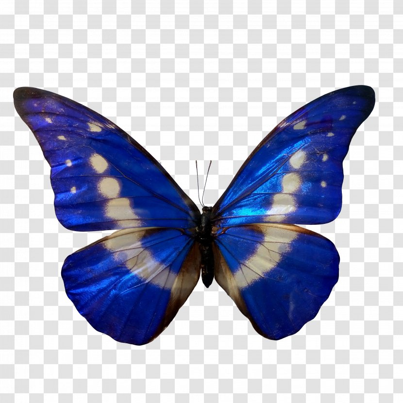 Butterfly Insect Morpho Blue Color - Brush Footed Transparent PNG