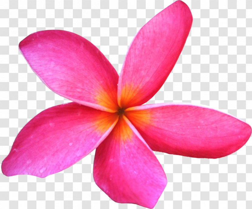 Flower Frangipani Clip Art - Close Up Transparent PNG