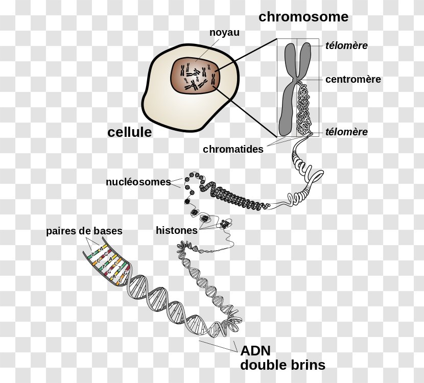 DNA Chromosome Genetics Chromatin - Watercolor - Structure Transparent PNG