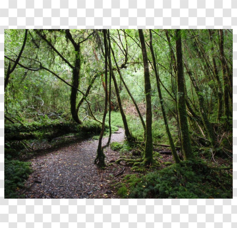 Alerce Andino National Park Los Alerces Puerto Montt Varas Valdivian Temperate Rain Forest - Nature Reserve Transparent PNG