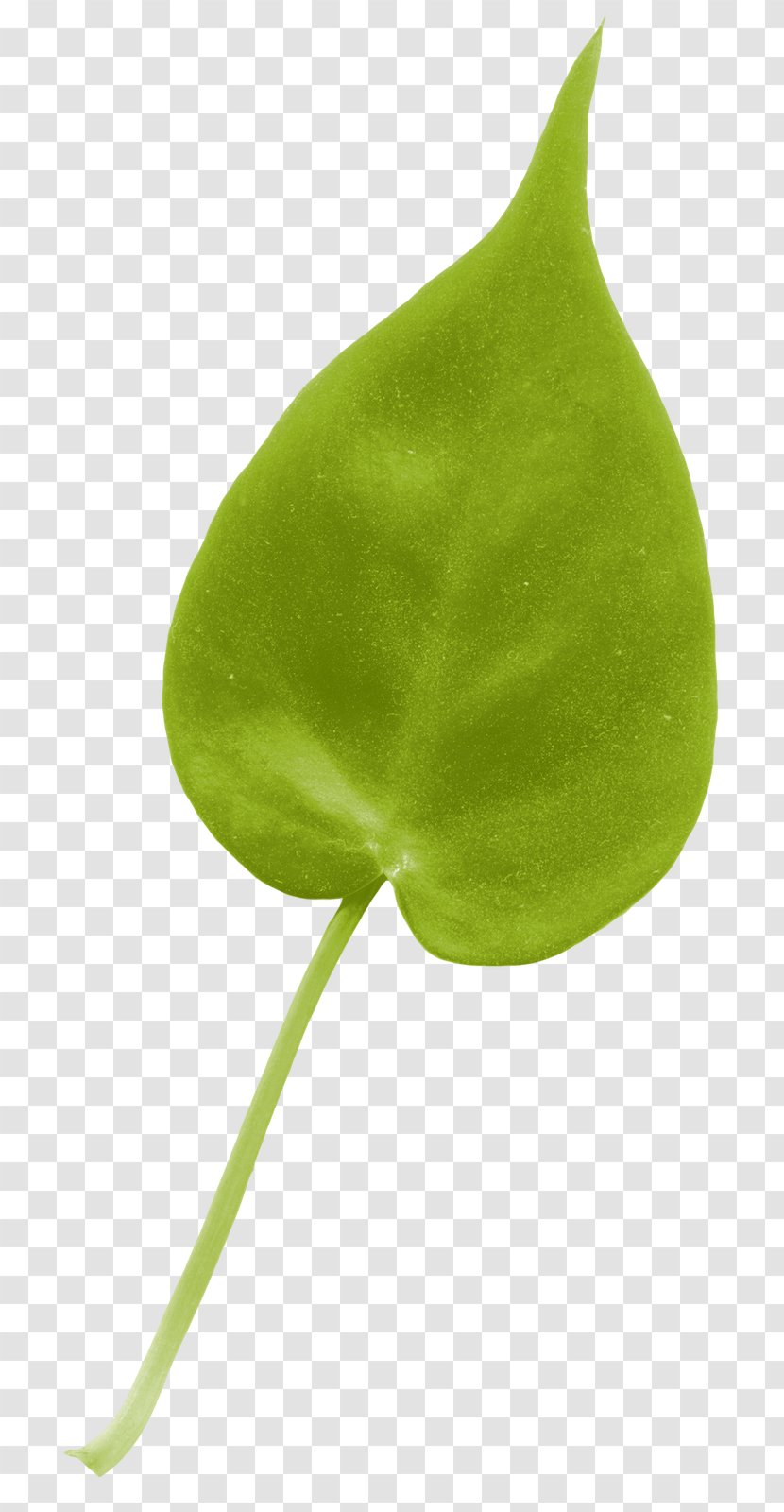 Leaf TinyPic Plant Stem - Flower Transparent PNG