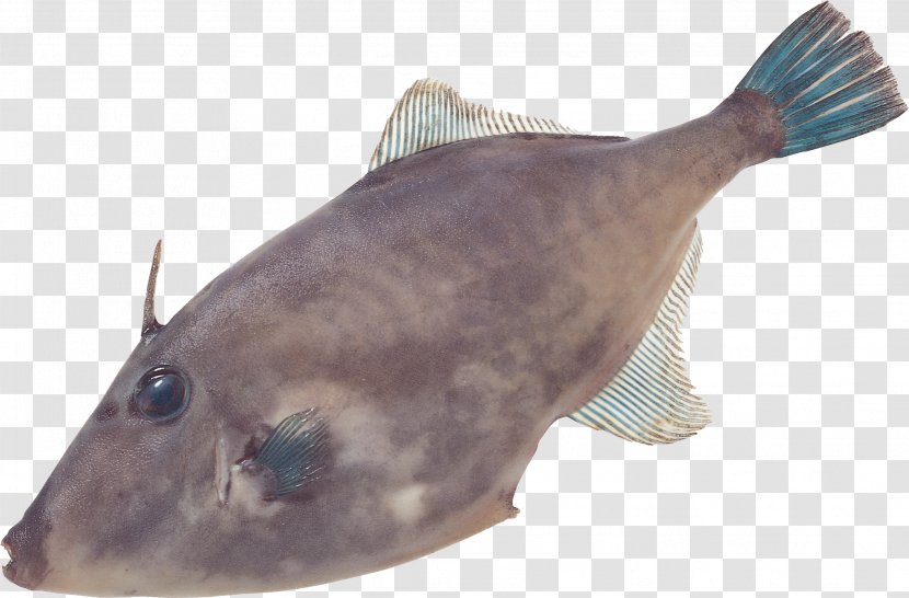 Catfish Image Vegetable Desktop Wallpaper Food - Organism - Eel Clipart Transparent PNG