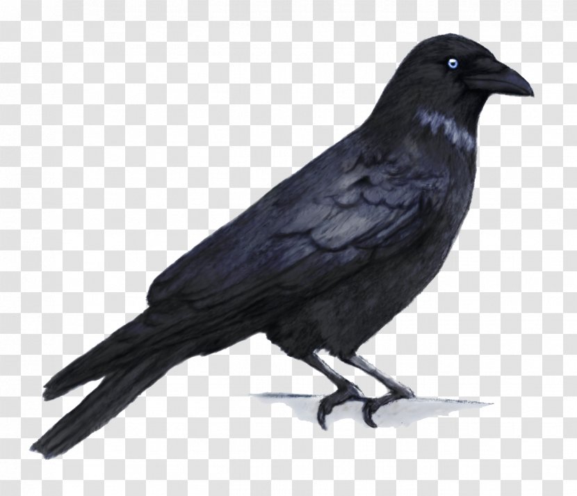 Crows Clip Art - Bird - Crow Transparent PNG
