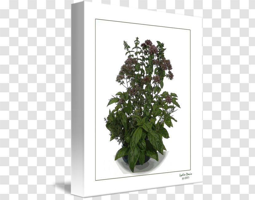 Flowerpot Houseplant Shrub Common Lilac - Tree - Flower Transparent PNG