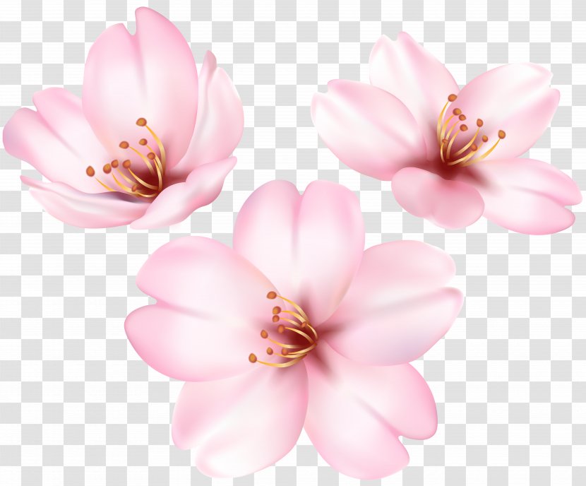 Clip Art Flower Cherry Blossom Image - Cherries Transparent PNG