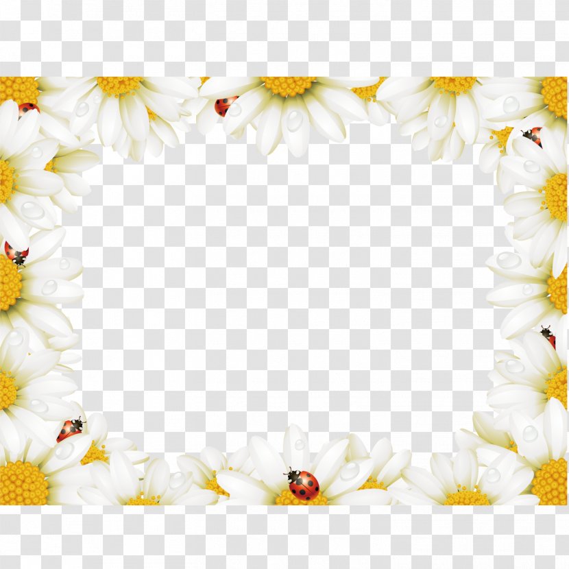 Flower Chamomile Stock Photography Illustration - Picture Frame - Square Chrysanthemum Video Border Transparent PNG