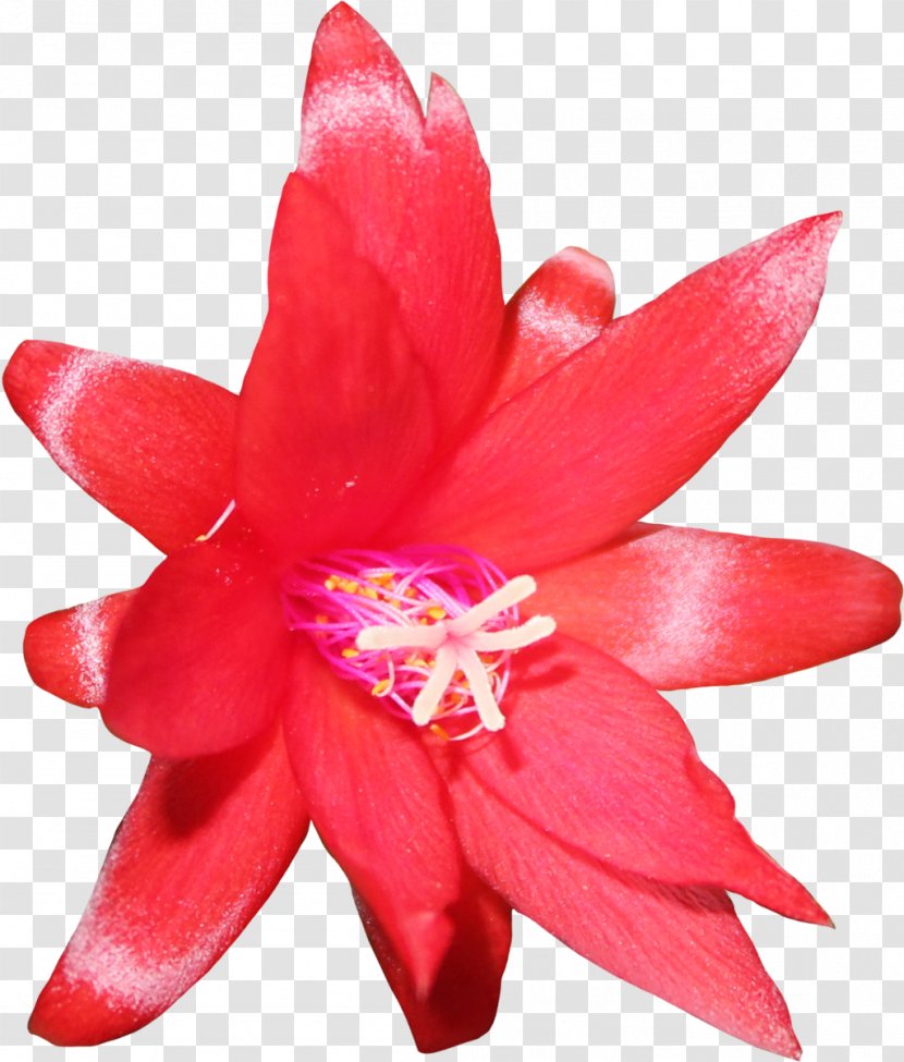 Flower Cactaceae Saguaro Clip Art - Rose - Pot Transparent PNG