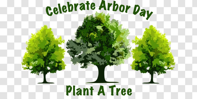 Decatur Nebraska El Cajon Arbor Day Tree - Cliparts Transparent PNG