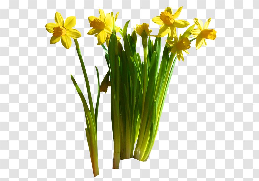 Daffodil Cut Flowers Garden Floristry Flowerpot - Flowering Plant Transparent PNG