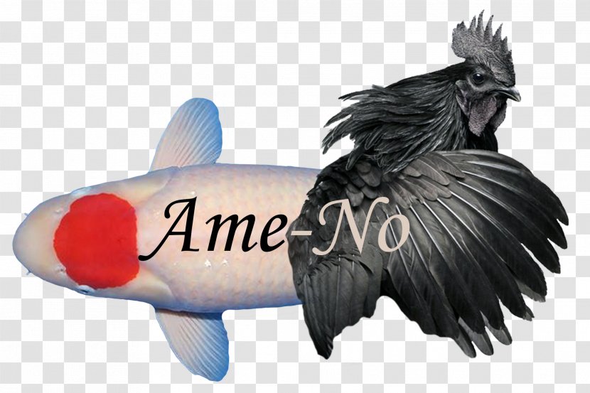 Taisho Sanshoku Kōhaku Ayam Cemani Fish HTML5 Video - Farming Transparent PNG