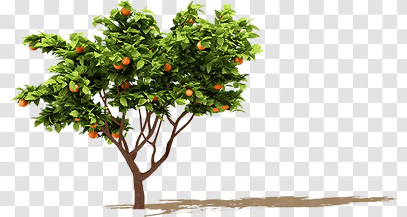 Fruit Tree Orange Branch Transparent PNG