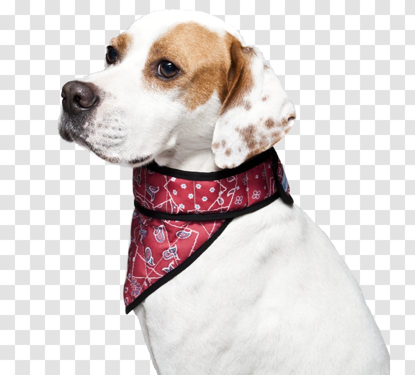 Treeing Walker Coonhound Beagle Black And Tan Dog Collar - Breed - Red Transparent PNG