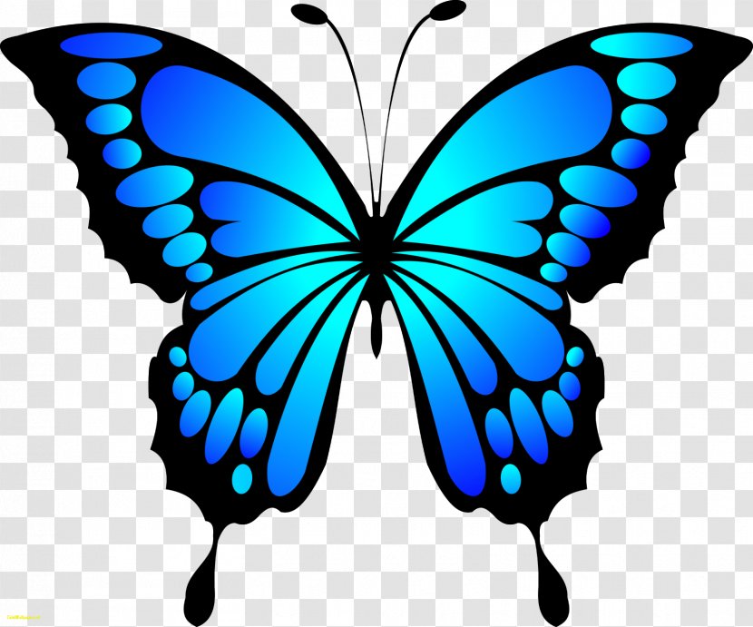 Butterfly Clip Art - Black And White Transparent PNG