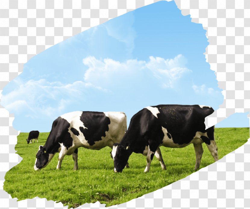 Agriculture Cattle Livestock Farm Dairy - Crop - Landscape Transparent PNG