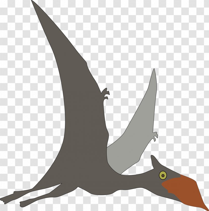 Sinopterus Dinosaur Pterosaurs Clip Art - Bird Transparent PNG