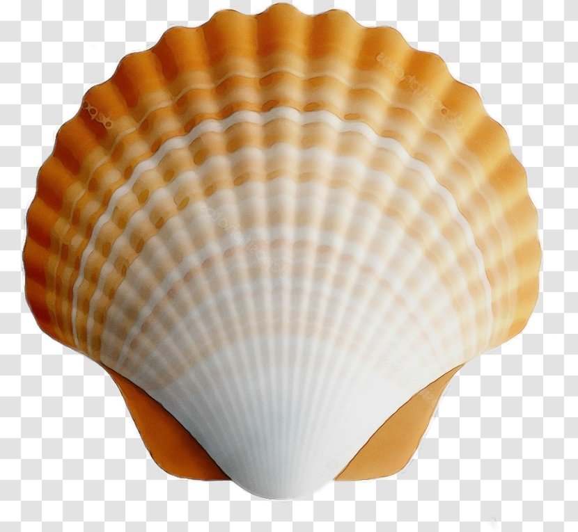 Cockle Shell Bivalve Scallop Clam - Natural Material - Shellfish Transparent PNG