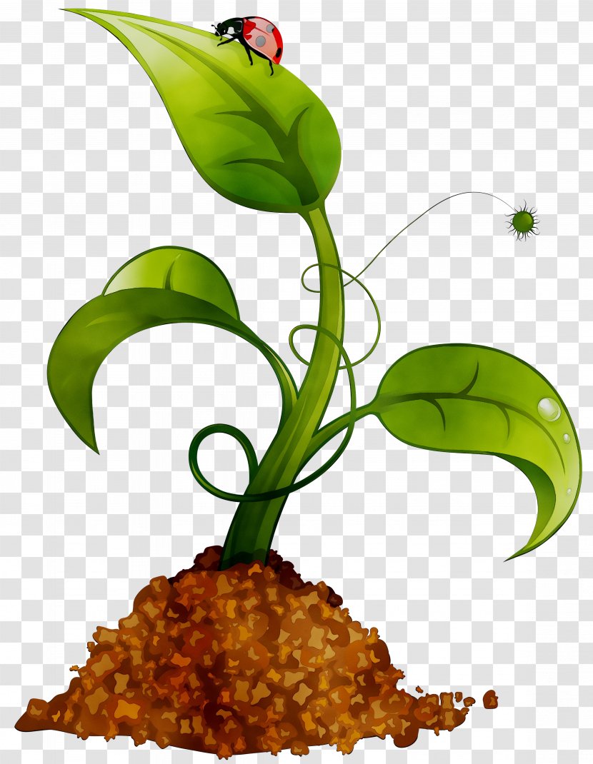 Vector Graphics Illustration Royalty-free Stock Photography - Lily Of The Valley Transparent PNG