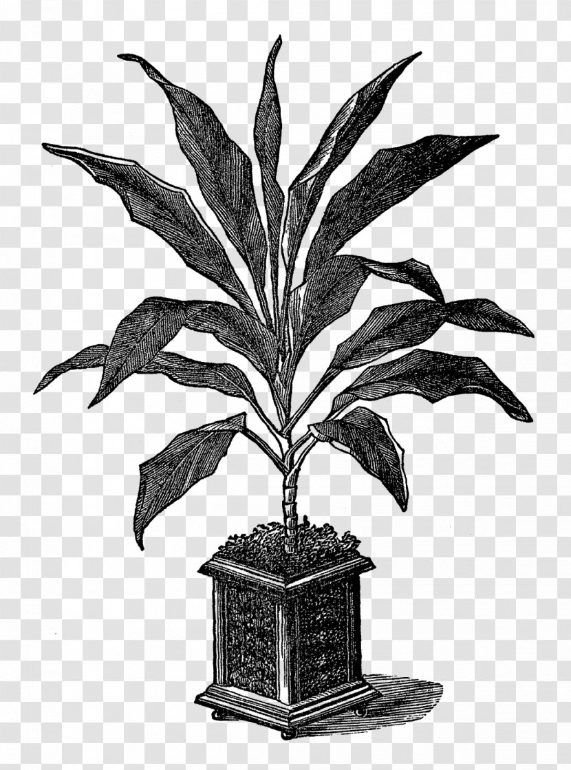 Houseplant Flowerpot Botanical Illustration Botany - Monochrome Photography - Potted Plant Transparent PNG