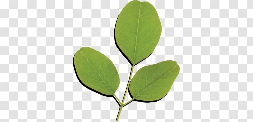 Drumstick Tree Leaf Nutrition Food Vitamin - Protein Transparent PNG