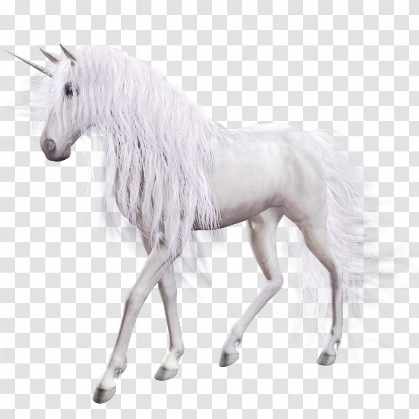 Young Woman With Unicorn Icon - Horse Transparent PNG
