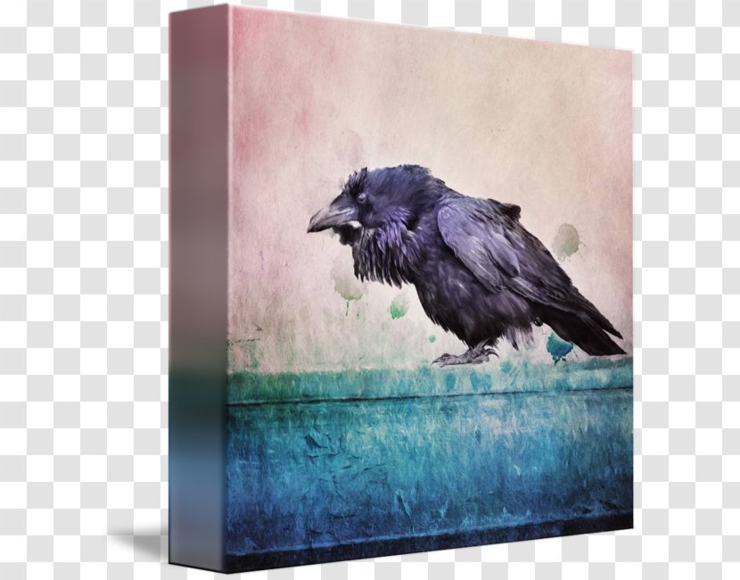 American Crow Rook Common Raven Picture Frames - Fauna Transparent PNG