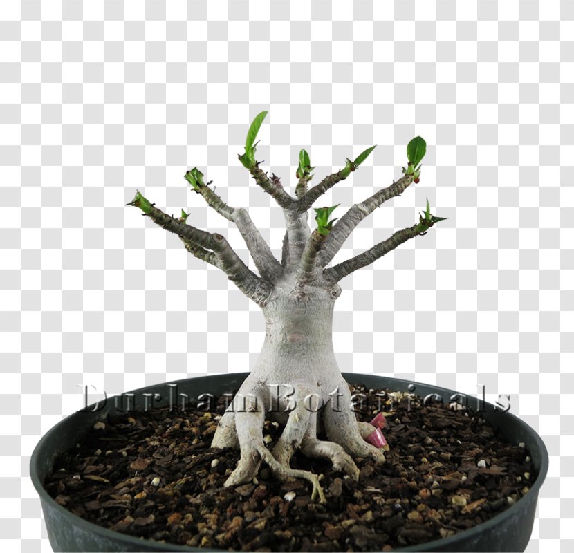 Sageretia Theezans Flowerpot Tree - Houseplant - Inbox Transparent PNG