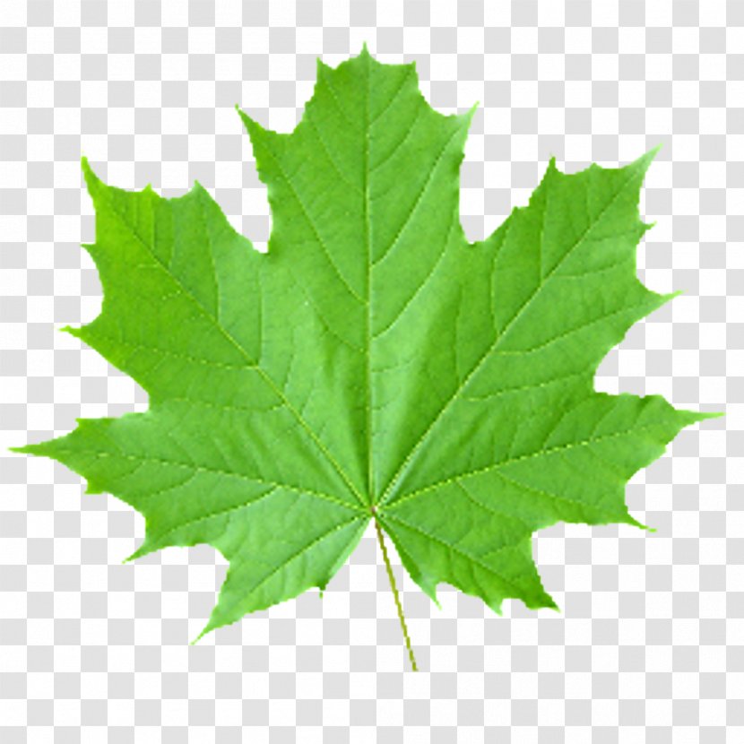 Look At Leaves Maple Leaf Clip Art Transparent PNG