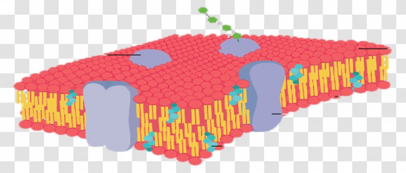 Cell Membrane Biological Fluidity - Osmosis Transparent PNG