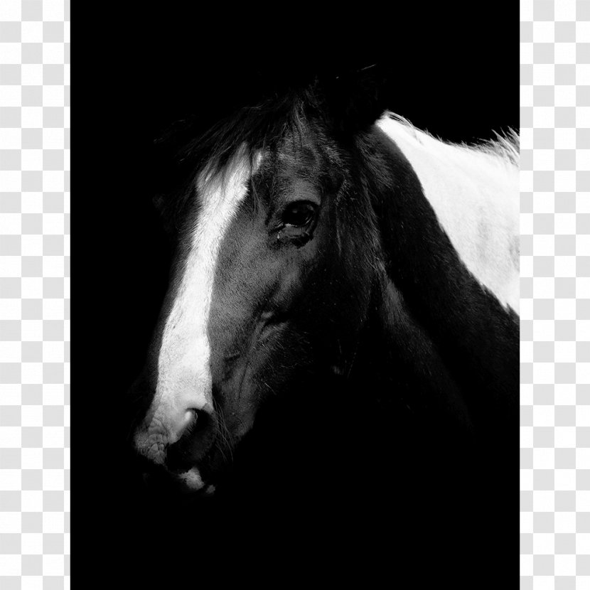 Mustang Stallion Mare Pony Mane - Monochrome Transparent PNG