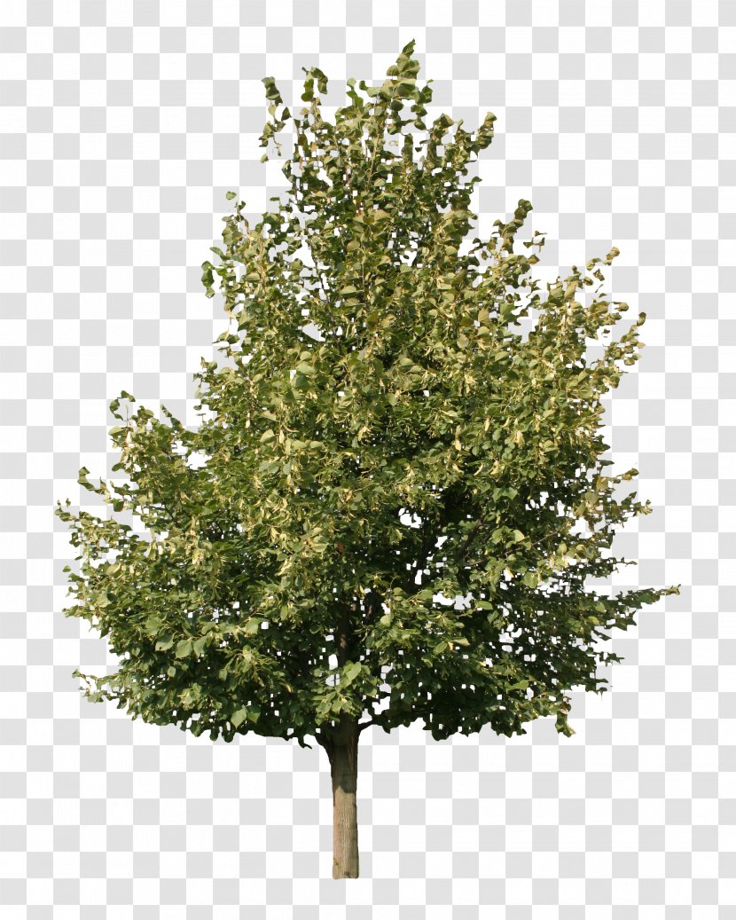 Fraxinus Americana Askur Pennsylvanica Ornus Tree - Stump - Pine Transparent PNG