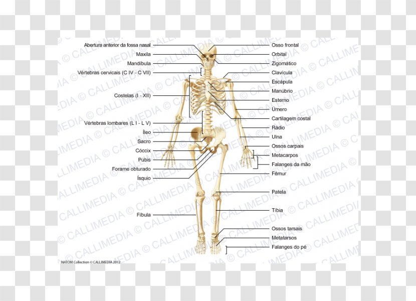 Homo Sapiens Muscle Bone Human Skeleton Body - Watercolor - Sacrum Transparent PNG