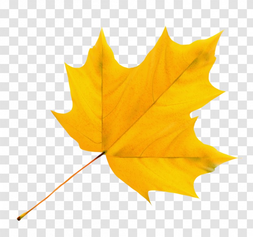 Maple Leaf Stock Photography Yellow - Norway Transparent PNG