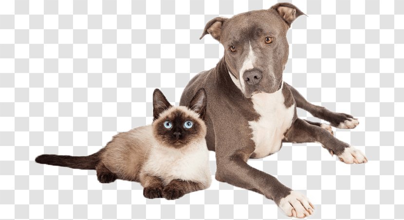 American Pit Bull Terrier Siamese Cat Staffordshire - Whiskers - Can Stock Photo Transparent PNG