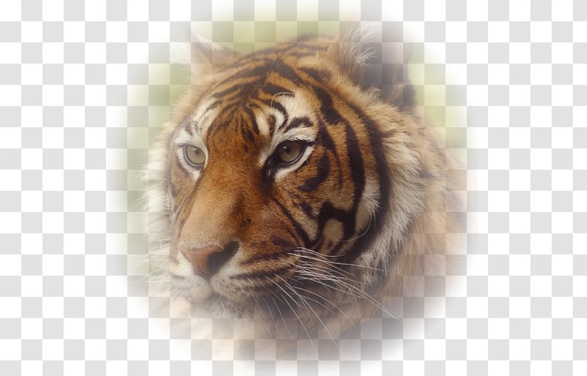 Tiger Love Emotion Kiss Centerblog - Basabizitza Transparent PNG