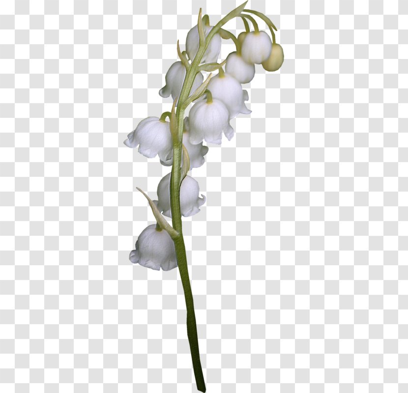 Lily Of The Valley Cut Flowers Transparent PNG