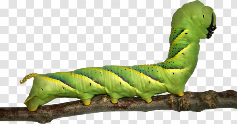 Butterfly Caterpillar Animation - Invertebrate - Catterpillar Transparent PNG