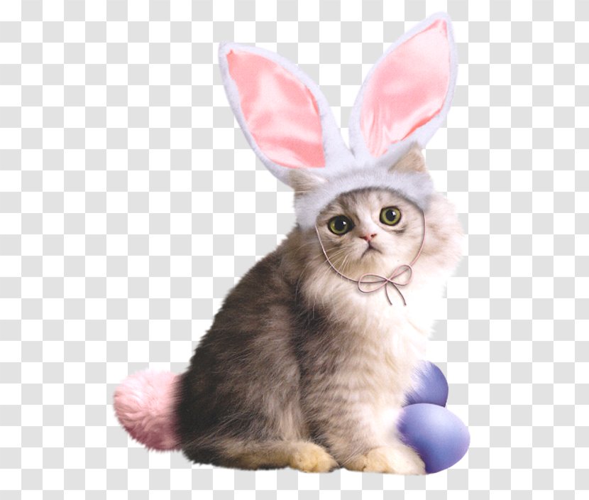 Easter Bunny Rabbit Postcard The Bunnies - Greeting - Cat Transparent PNG