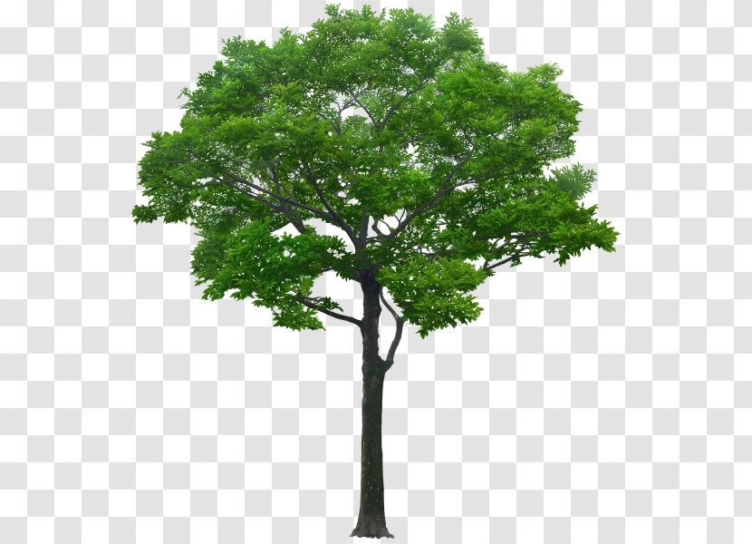 Tree Architectural Rendering Alpha Compositing Clip Art - Woody Plant Transparent PNG