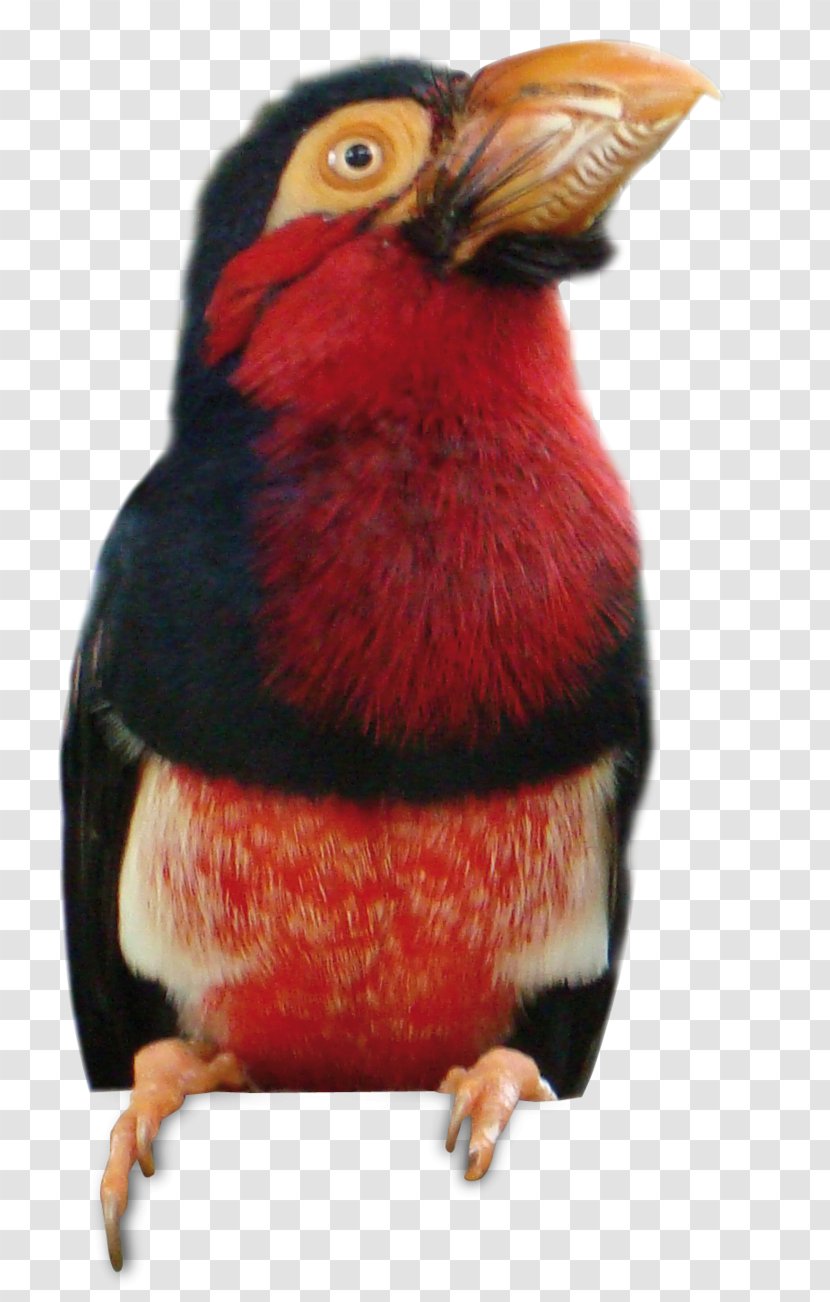 Beak Toucan - Vogel Transparent PNG