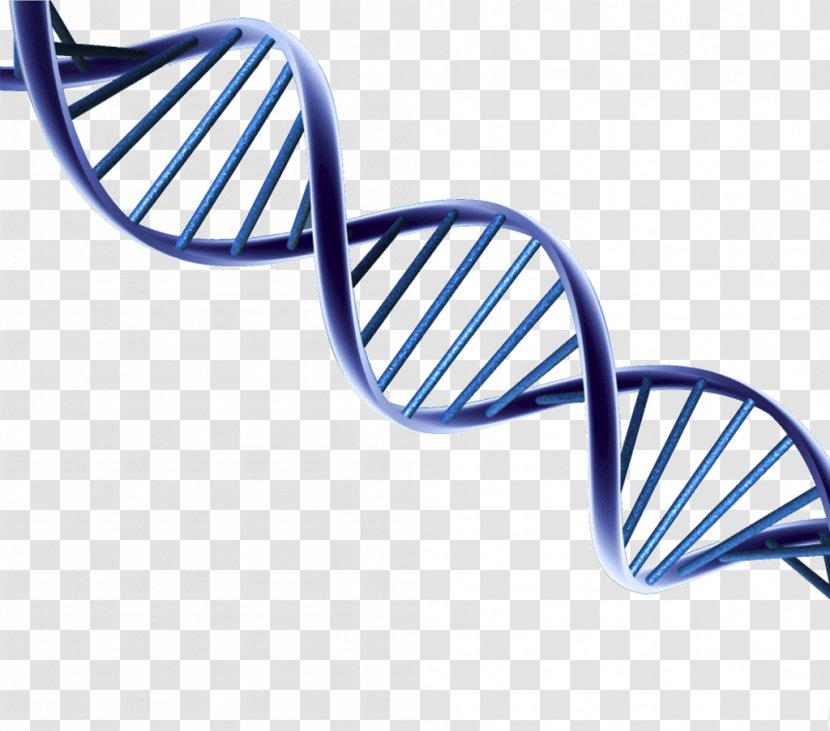 DNA Clip Art Nucleic Acid Double Helix - Molecular Models Of Dna - Cheops Pyramid Transparent PNG