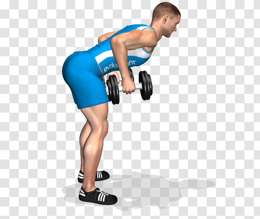 Dumbbell Shoulder Physical Fitness Exercise Muscle - Tree Transparent PNG