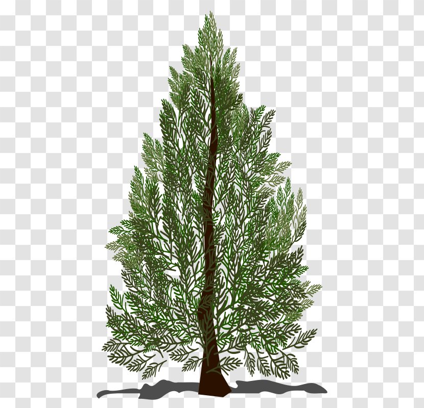 Pine Spruce Fir Tree Clip Art - Conifer Transparent PNG