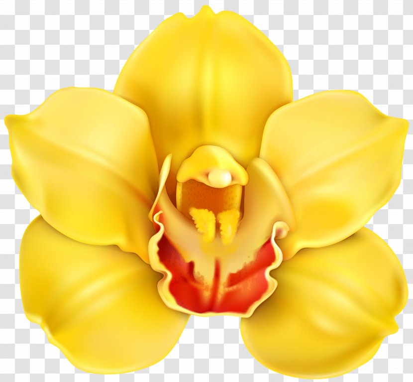 Yellow Flower Clip Art - Cypripedium Transparent PNG