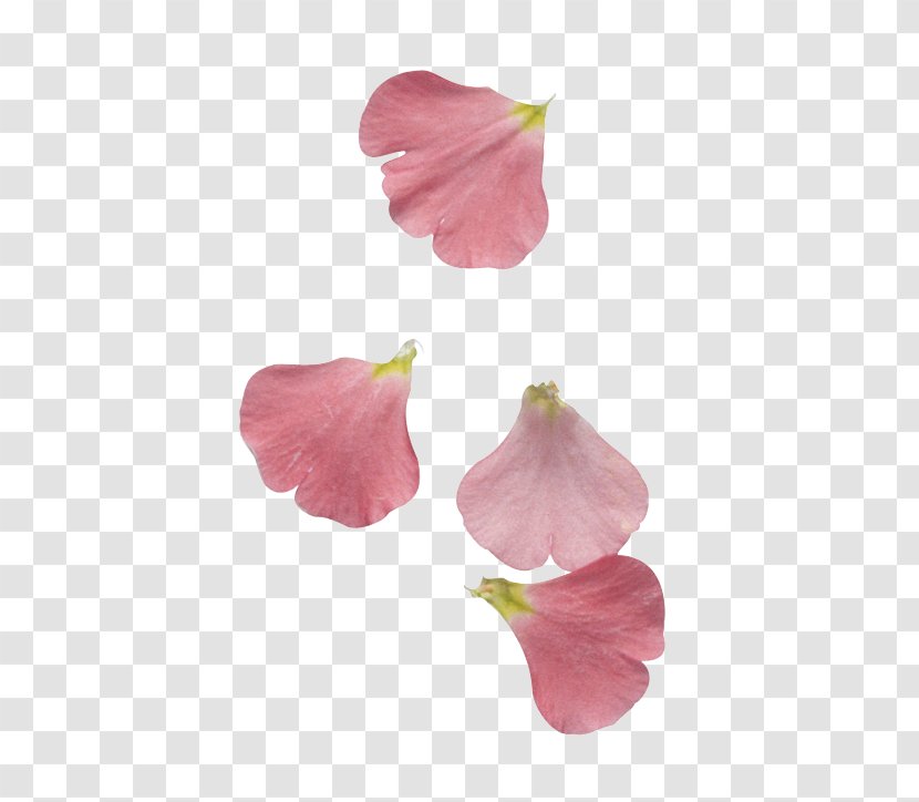 Petal Cut Flowers Leaf - Flower Transparent PNG